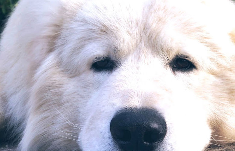 Tutela Tutela ambiente